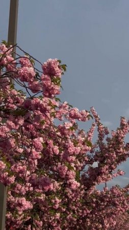 Ume no Yume #lofi #sakura #dreamscape #chillbeats #shorts
