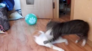 Кошки дерутся - 6 / Cats fight