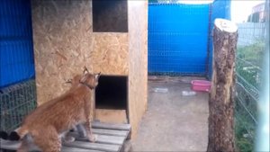 РЫСИ ИГРАЮТ В ПРЯТКИ В НОВОМ ДВУХЭТАЖНОМ ДОМИКЕ