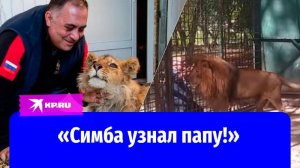 Безумно трогательная встреча льва и его спасителя спустя 5 лет в Африке