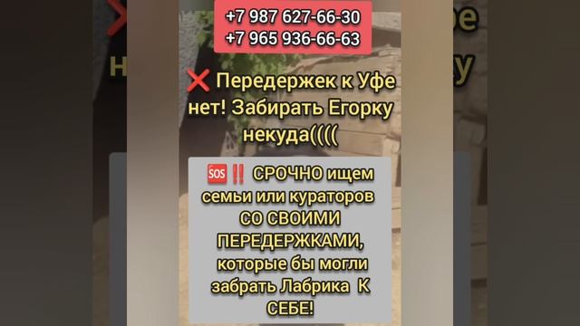 Спасите лабрадора Егорку!