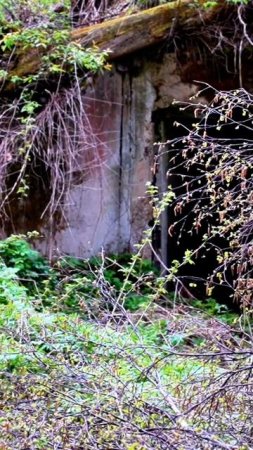 Как скрывали военные объекты в советском лесу_