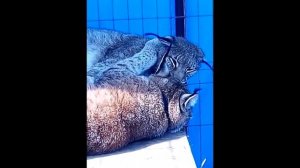 РЫСИ ПОСЛЕ ДРАКИ СПЯТ В ОБНИМКУ