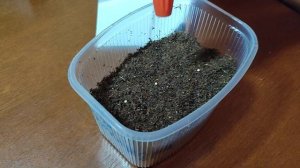 Посадка дихондры из семян.