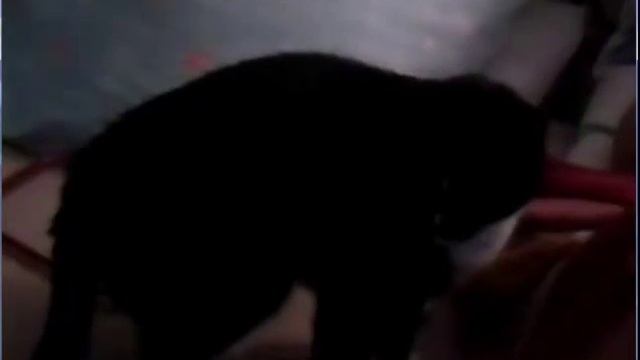 Кот ест КАПУСТУ!!!! ХDD смотреть онлайн