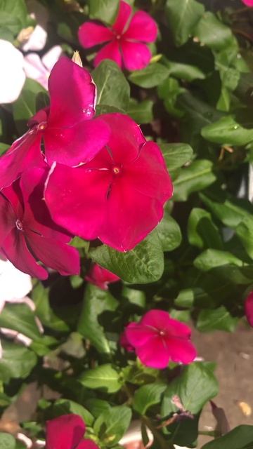 24 июля2024.Семена катарантуса по сорту,кроме одного . смотреть онлайн