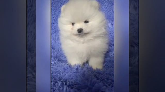 ШПИЦ ПОМЕРАНСКИЙ ЩЕНКИ КУПИТЬ ПРОДАЖА ПИТОМНИК МОСКВА