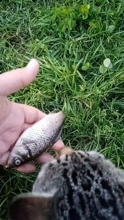 А у пруда жизнь прекрасна и сытна.
