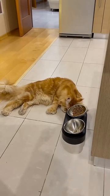 Зачем есть сидя, если можно есть лежа?🤔 #cat #mainecoon смотреть онлайн
