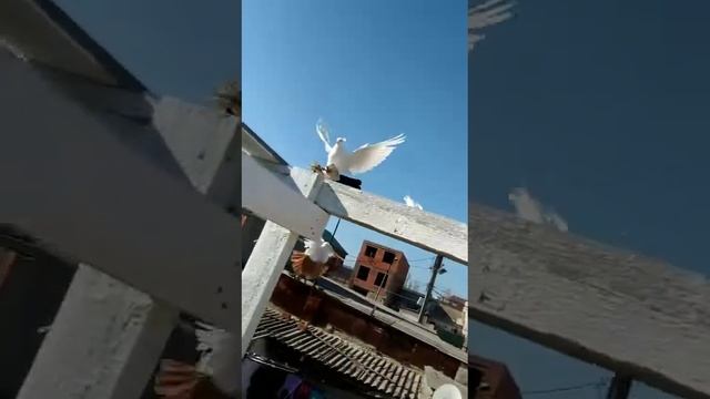 Голуби Ибрагима смотреть онлайн