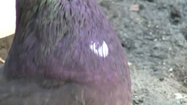 Ласточка с моего питомника 21.06.2019 г смотреть онлайн