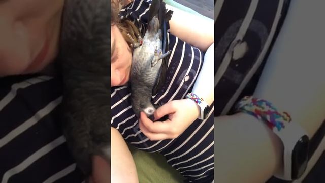 Поцелуйчики с Жако смотреть онлайн