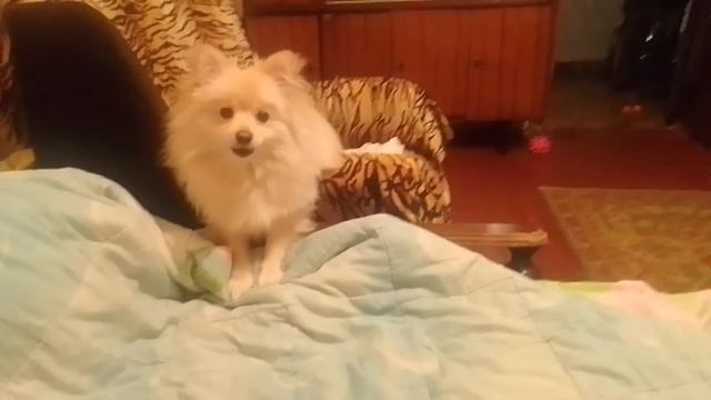 НЕМЕЦКИЙ МАЛЫЙ ШПИЦ ЛАНА ОБИДЕЛАСЬ .Я УЕХАЛА БЕЗ НЕЕ ЗА ГРИБАМИ.