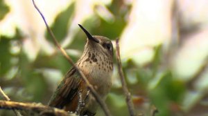 Я вернусь (Роман Абубакер). Читает Юлия Руденко