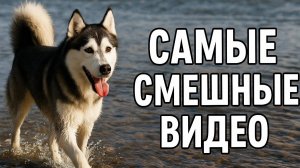 Смех до слёз: лучшие приколы №141