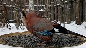 ВидеоИгра для Котов (Птицы на кормушке - 23.02.2025 года)