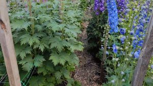 Цветение махровых дельфиниумов в 2024 году