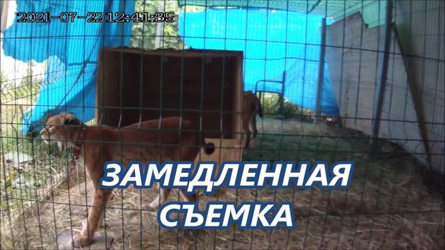 ПТИЧКУ ЖАЛКО_ рысь охота