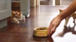 Реклама Фрискис - Для котят живущих полной жизнью