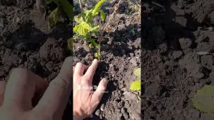 Фундук Трапезунд.Приствольный круг.Правильный подход.15 мая 2025 г.