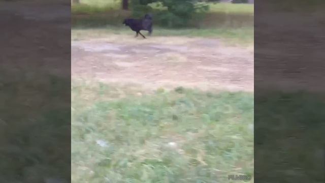 Домашнее население передержки.