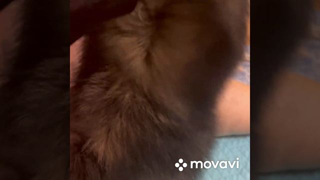 Мальчик шпиц в типе медвежонок волченок по бюджетной цене 13000руб