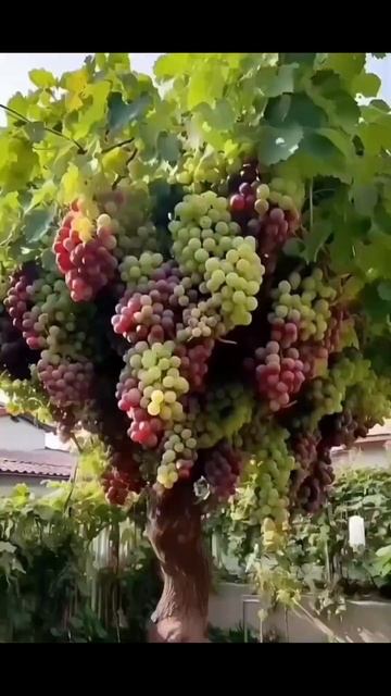Рассада винограда 🍇 #wow смотреть онлайн