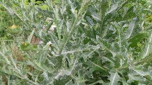 Очень колючий кустарник