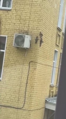 Белка притащила целый выводок бельчат в кировский роддом