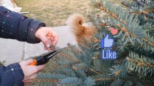 Как  обрезать голубую ель и улучшить её вид за 5 минут