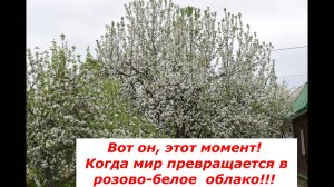 Цветение яблонь #весна #яблони #цветение
