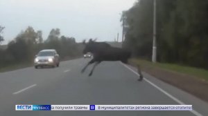 Кузбассовцам рассказали, как избежать ДТП с выскочившими под колёса животными