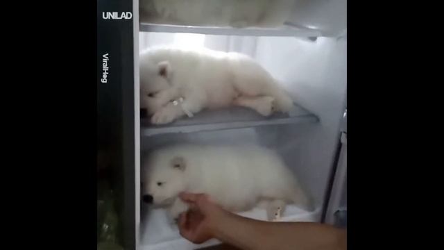 COUB MAFIA!!ЗАСМЕЯЛСЯ??ПРИКОЛЫ,СМОТРЕТЬ ВСЕМ, ВСЕ ДЛЯ НАСТРОЕНИЯ!!! смотреть онлайн