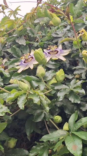 ПАССИФЛОРА смотреть онлайн