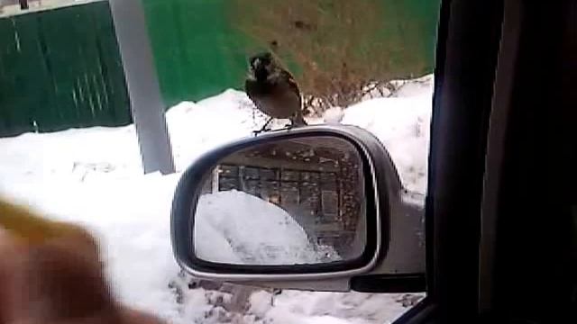 Варабэй смотреть онлайн