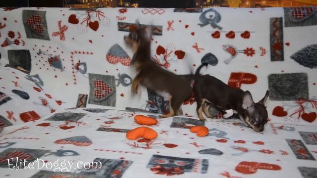 Самые веселые и маленькие собачки, шоколадные чихуахуа EliteDoggy