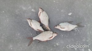 Рыбалка на Шарташе. 2 декабря 2024 г.