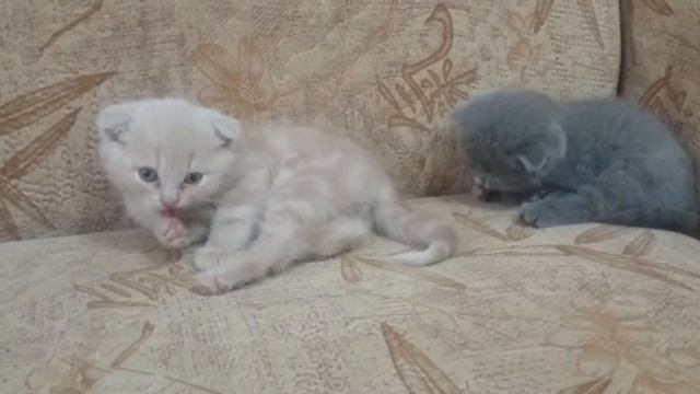 Котята шотландцы вислоухие смотреть онлайн