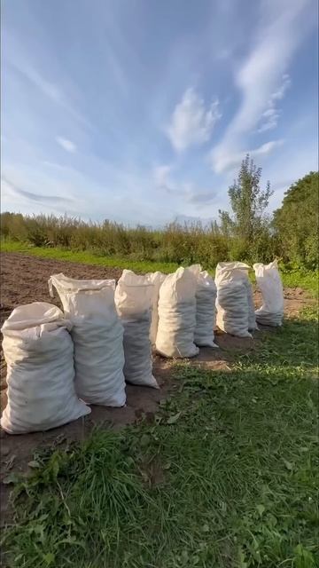 А вам тоже выгоднее купить картошку, чем сажать? смотреть онлайн