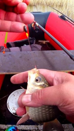 ЕСТЬ КАРАСЕВИЧ! #shorts #рыбалка #fishing #рыба #fish #эдвардкосичка  #природа #nature #отдых #rest