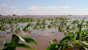 Проливные дожди нанесли ущерб урожаю в Армении. Сезон тополиного пуха в Казахстане. Погода в СНГ