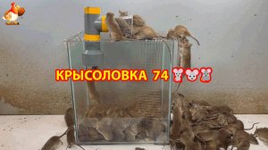 Крысоловка вариант (74) 🐀 Как сделать крысоловку своими руками и поймать кучу крыс 🐀🐁🐀