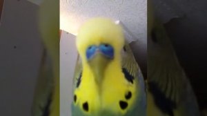 говорящий попугай Яша