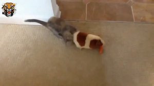 смешные кошки до слёз!!!