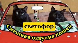 Смешная озвучка кошек (Камеди клуб) СВЕТОФОР