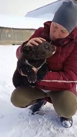 МЕДВЕЖЬЯ МИЛОТА ПОЗЕВУЛЬКИ_ ВЕСНА НЕ НАСТУПИЛА МЫ ОПЯТЬ СПАТЬ