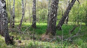 участок 2795..mp4