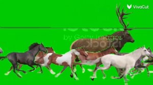Лунтик и его музыка animal stampede green screen