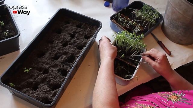 Любая Рассада укрепляется прямо на глазах! Не Болеет и смотреть онлайн