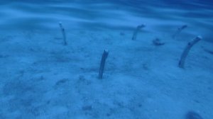 Забавные червячки. Пятнистый садовый угорь. Москвариум. Май 2025